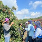 玉荷包產季倒數　專業培訓全力助攻