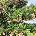 裙襬搖搖-　新生公園水石榕上演芭蕾圓舞曲