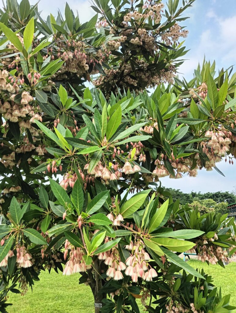 裙襬搖搖-　新生公園水石榕上演芭蕾圓舞曲