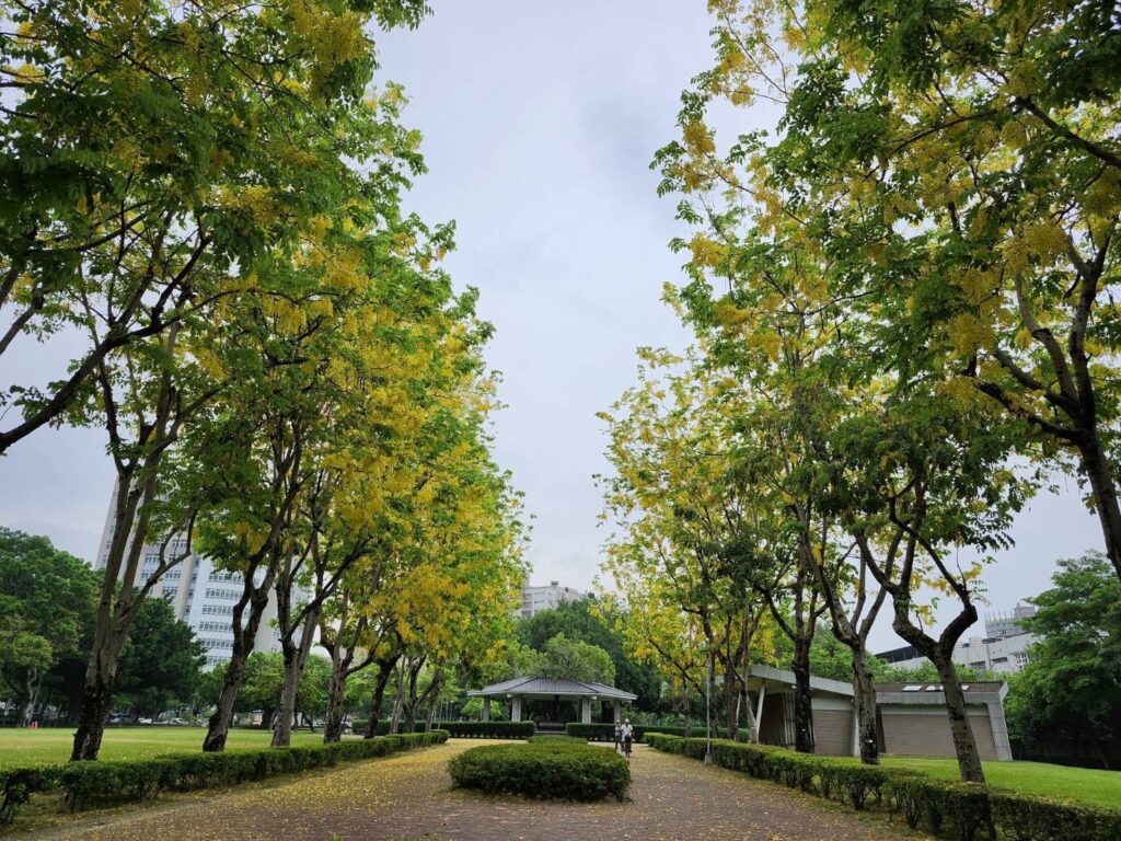 中市街頭夏日花季綻放！-阿勃勒與大花紫薇共譜浪漫詩篇