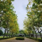 中市街頭夏日花季綻放！-阿勃勒與大花紫薇共譜浪漫詩篇