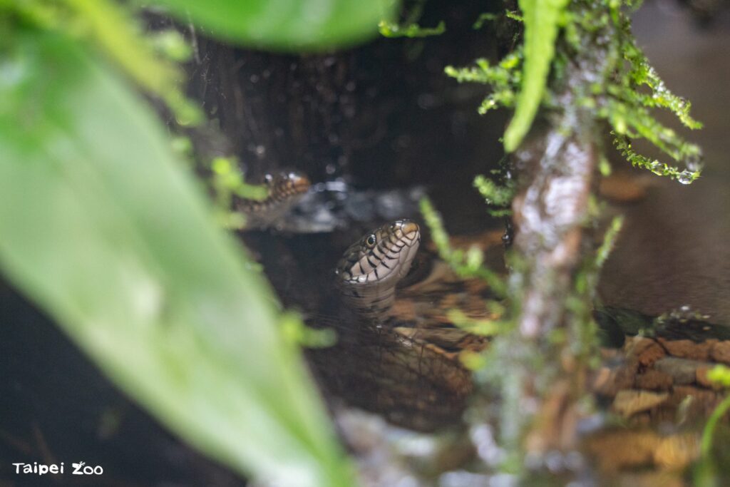 端午節相約動物園　話蛇、觀蛇、包粽打卡當網美