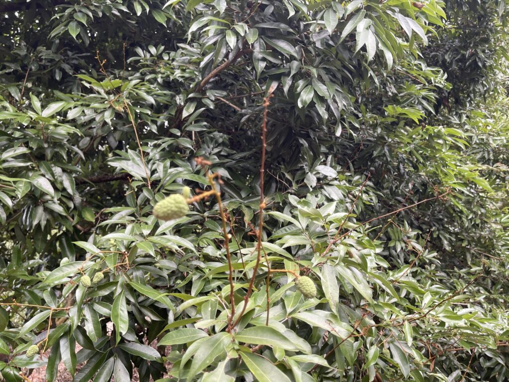 中市荔枝災損-　5/28-6/11前可申請現金救助