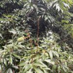 中市荔枝災損-　5/28-6/11前可申請現金救助