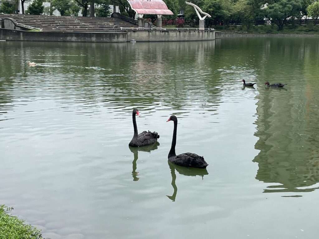 秋紅谷黑天鵝搬新家啦！-　「鳶鳶」與「揚揚」飛向北大展開新生活