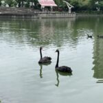 秋紅谷黑天鵝搬新家啦！-　「鳶鳶」與「揚揚」飛向北大展開新生活