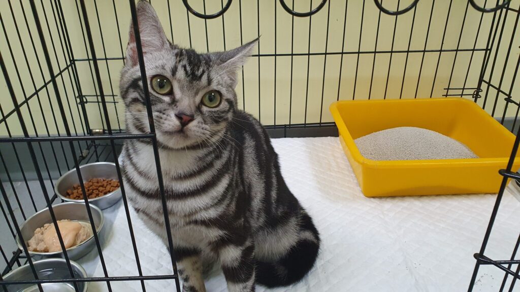 疑虐貓還po影片　-新北警及動保處共同將犯嫌送法辦