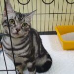 疑虐貓還po影片　-新北警及動保處共同將犯嫌送法辦