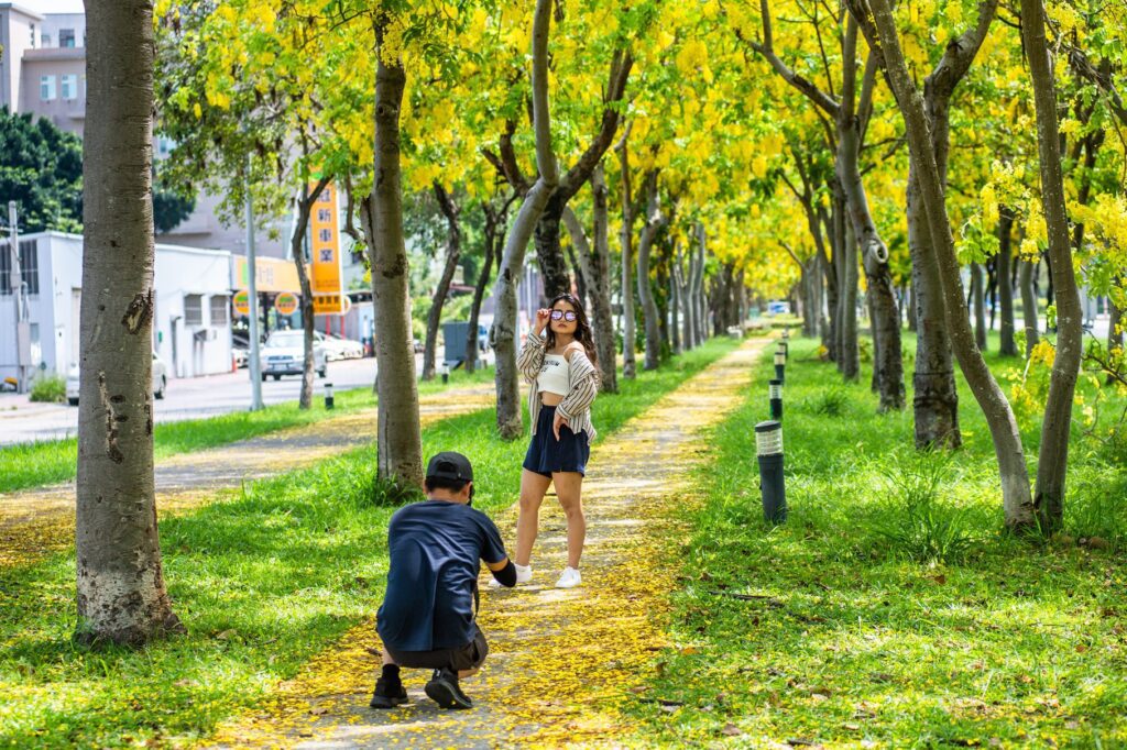 金黃花雨迎初夏　嘉義市阿勃勒花季詩意登場