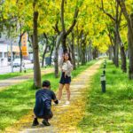 金黃花雨迎初夏 嘉義市阿勃勒花季詩意登場