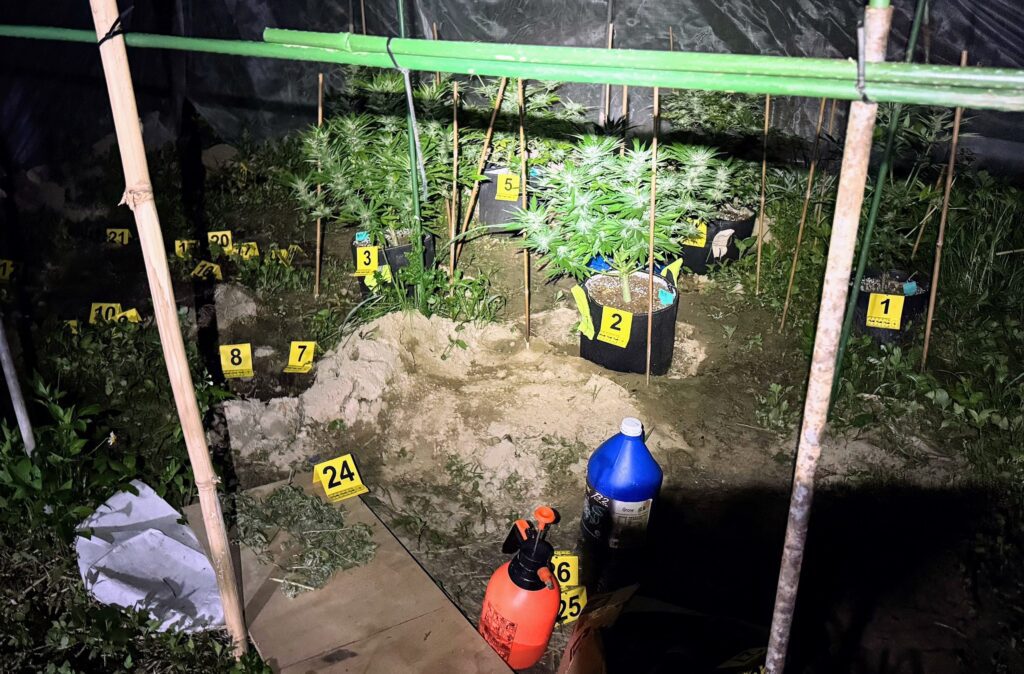 嘉義檢警聯手查獲大麻種植場 男子私運種子進口栽種販售遭起訴