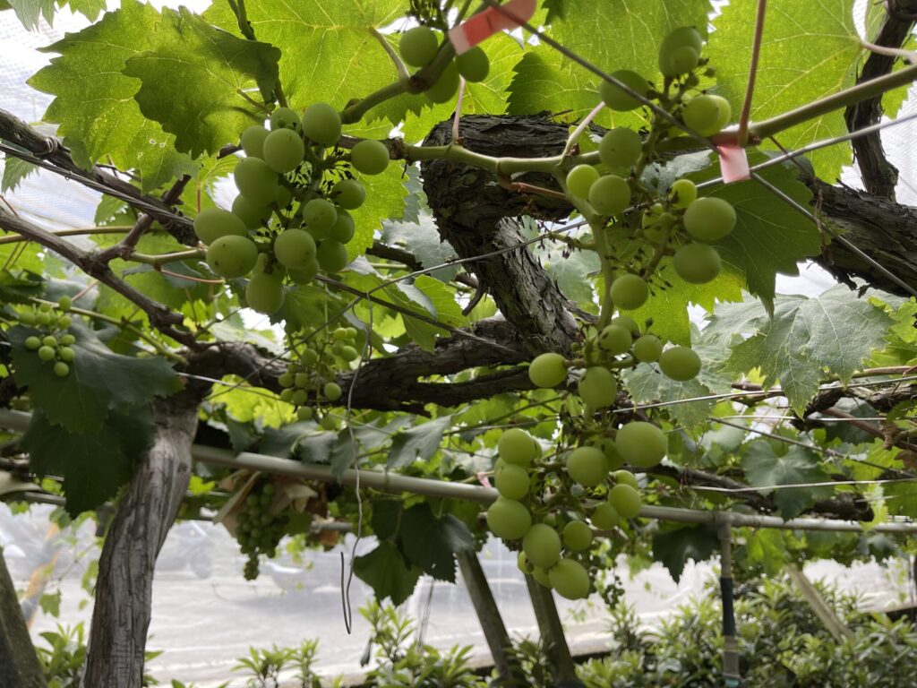 中市葡萄災損- 6/17前可申請現金救助