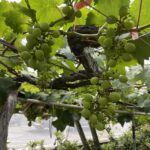 中市葡萄災損-　6/17前可申請現金救助