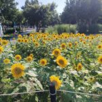 中央公園「向日葵花海」盛開！　中市建設局邀您共享金色療癒夏日