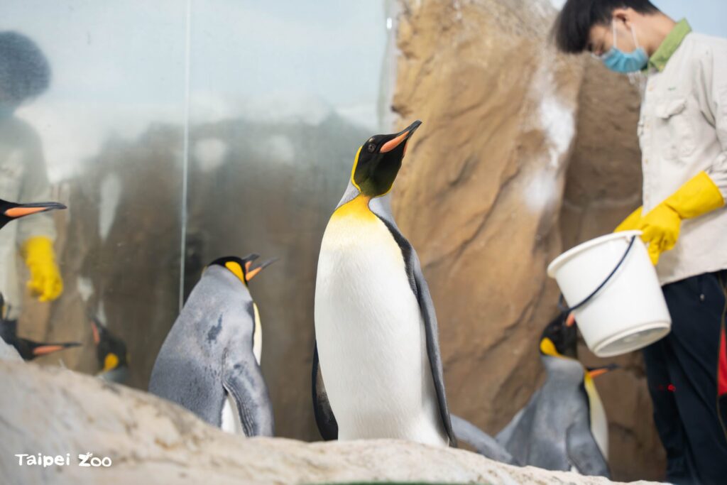 臺北動物園年度維護將休園10天 6月18日至27日不對外開放