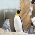 臺北動物園年度維護將休園10天　6月18日至27日不對外開放