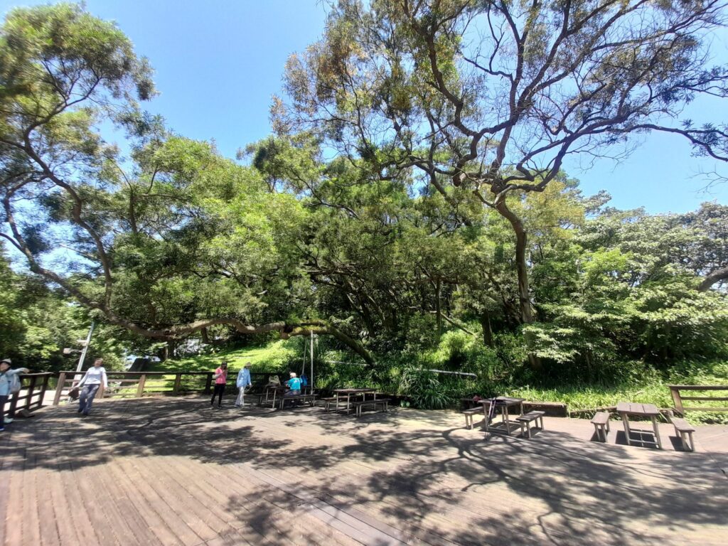 6月初夏小旅行 飛龍步道生態導覽歡迎報名