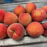 中市外埔綠能生態園區推廣「沼液再利用」-助攻芋頭、水蜜桃生長良好