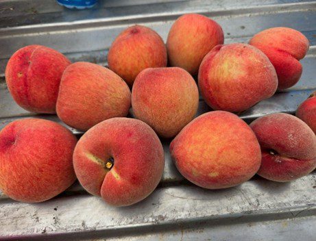 中市外埔綠能生態園區推廣「沼液再利用」-助攻芋頭、水蜜桃生長良好