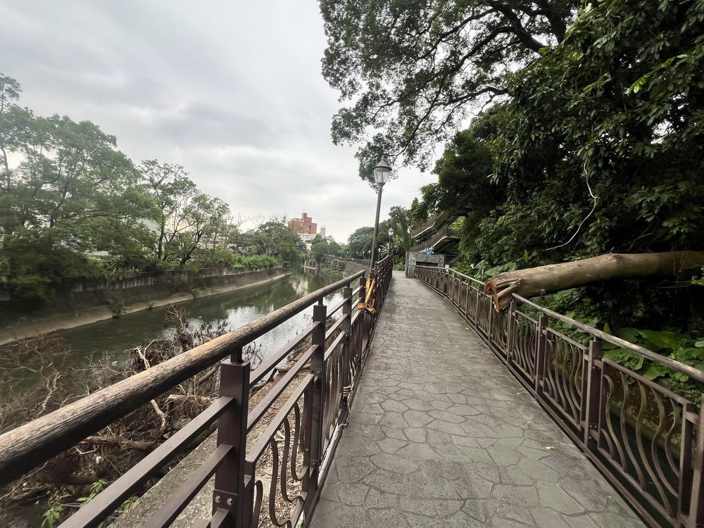 桃園市新街溪步道倒樹　水務局與區公所迅速應變保障民眾安全