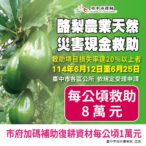 中市酪梨災損6/25前可申請現金救助　農業局加碼補助復耕