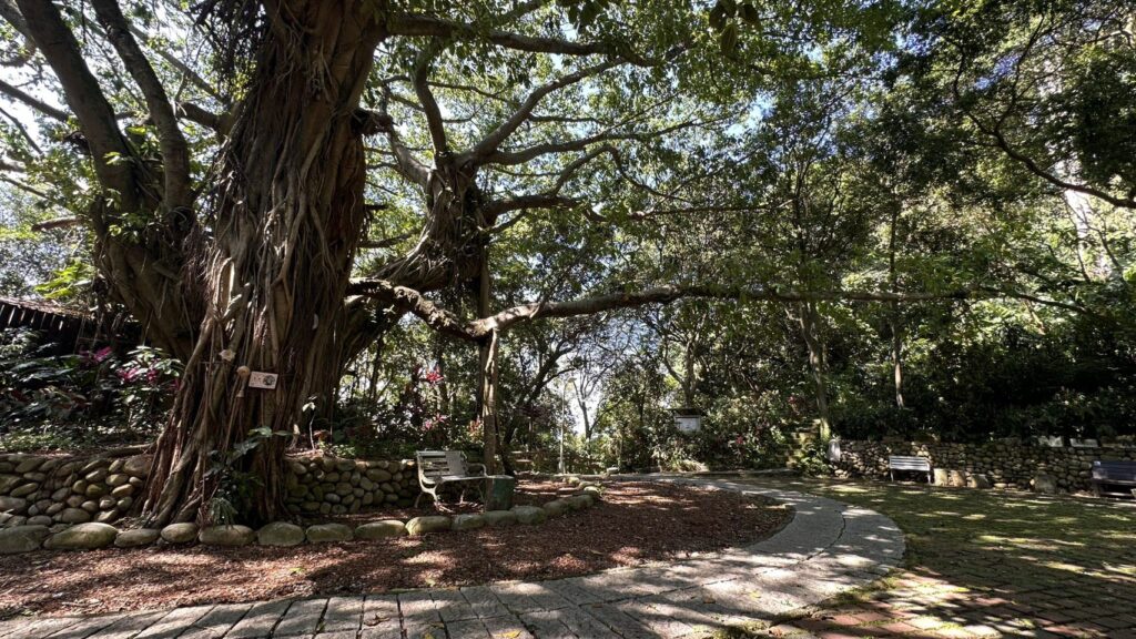 新北微笑山線 百年榕園梵唱音樂會 6/14中和圓通寺療癒登場
