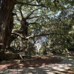 新北微笑山線　百年榕園梵唱音樂會　6/14中和圓通寺療癒登場