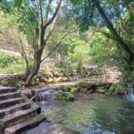 繡球花開迎初夏　北投湖田打造農村風情慢旅日常