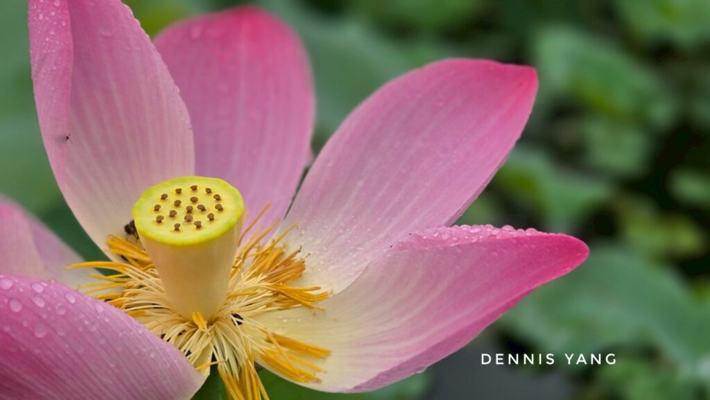 今夏最夢幻打卡點!山水綠生態公園荷花綻放中