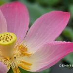 今夏最夢幻打卡點!山水綠生態公園荷花綻放中
