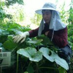 台中環保農園限時報名　30名市民免費享農趣5個月