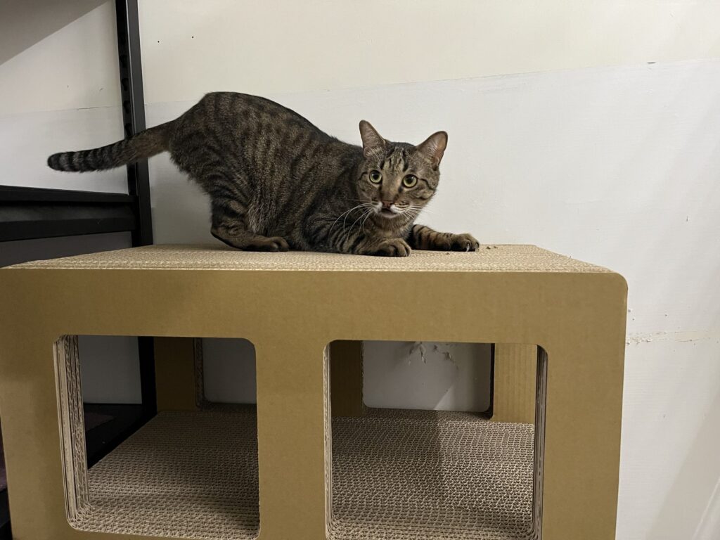 中繼園區貓咪數量攀升　北市打造舒適認養環境助牠們回家