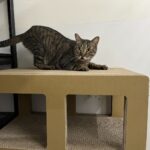 中繼園區貓咪數量攀升　北市打造舒適認養環境助牠們回家