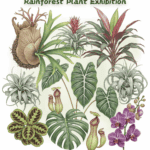 珍奇植物一次看！士林官邸雨林植物展盛夏開展