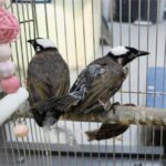 白頭翁築巢育雛　新北動保處解惑　白頭翁有長壽象徵　助人鳥和諧