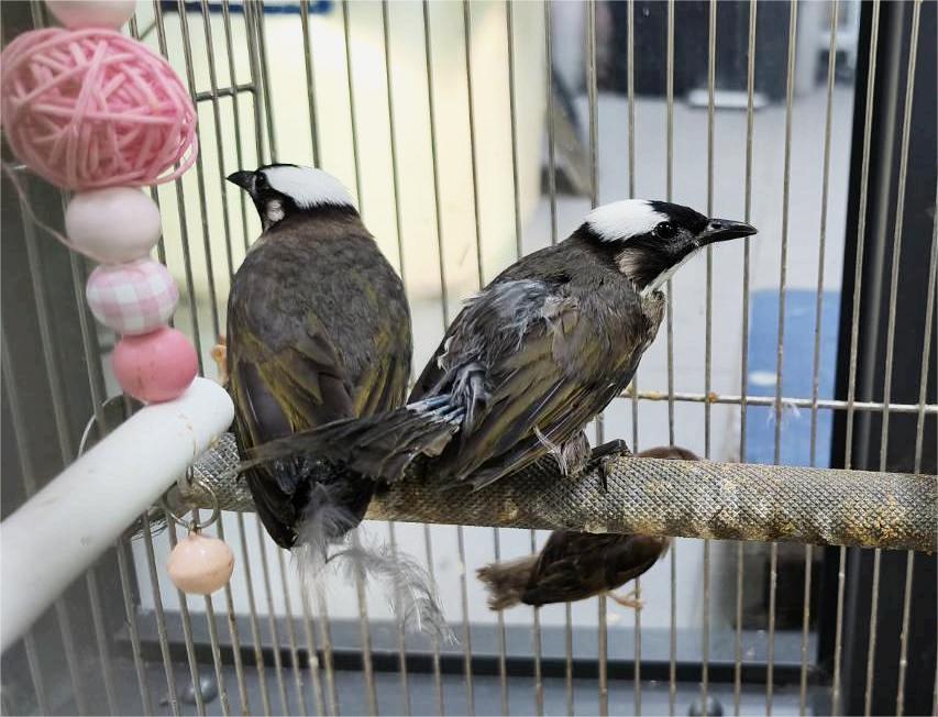 白頭翁築巢育雛　新北動保處解惑　白頭翁有長壽象徵　助人鳥和諧