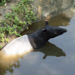 動物園休園10天　動物放暑假泡水納涼笑容滿分