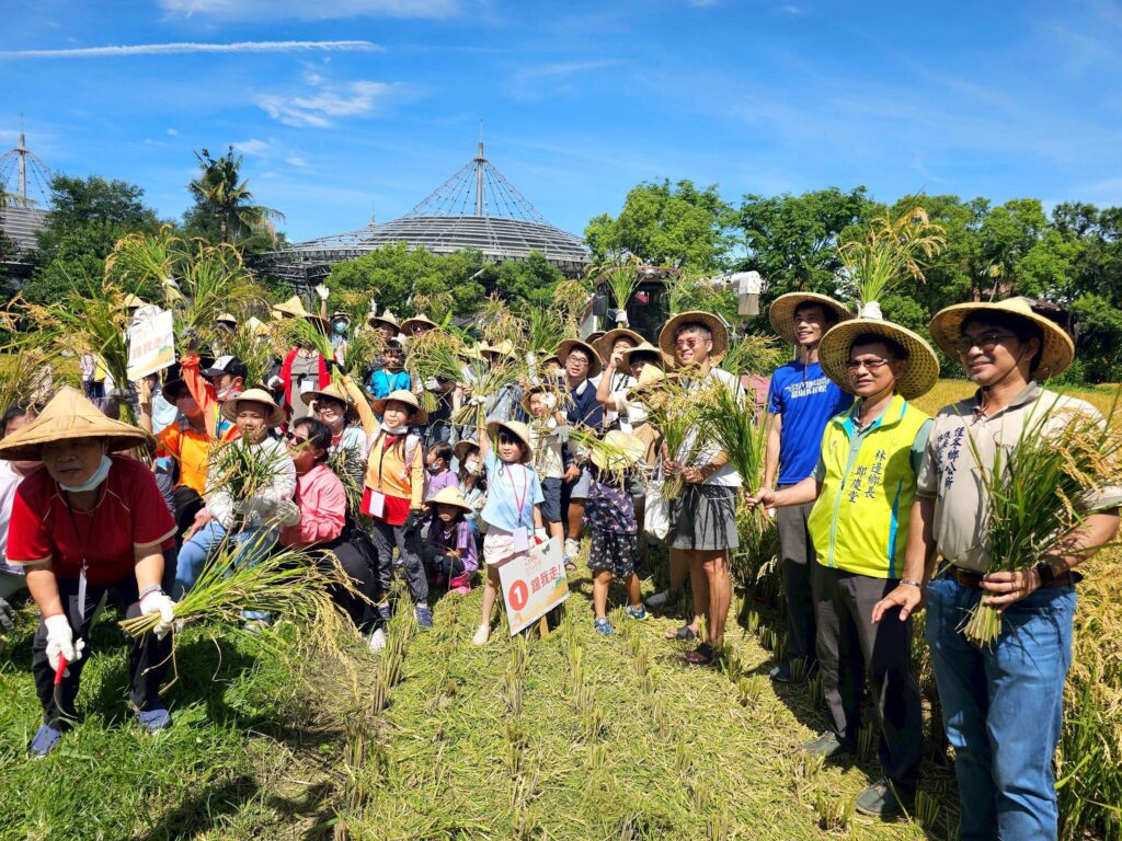 六堆黃金稻穗 糯米大豐收