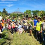 六堆黃金稻穗　糯米大豐收