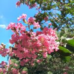 紫薇燦爛、棋盤腳綻放 榮星花園夏日限定花景登場