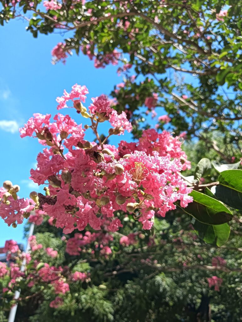 紫薇燦爛、棋盤腳綻放　榮星花園夏日限定花景登場