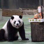 動物園重新開幕　喜迎大貓熊圓寶　慶祝5歲生日fun暑假