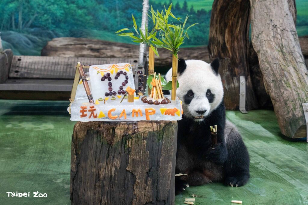 大貓熊「圓仔」12歲生日快樂　動物園獻「冰蛋糕」慶祝