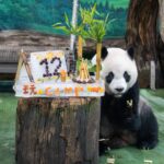 大貓熊「圓仔」12歲生日快樂　動物園獻「冰蛋糕」慶祝