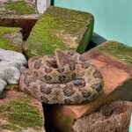 毒蛇入侵家中-民眾誤以為是草繩 緊急請新北動保處解圍