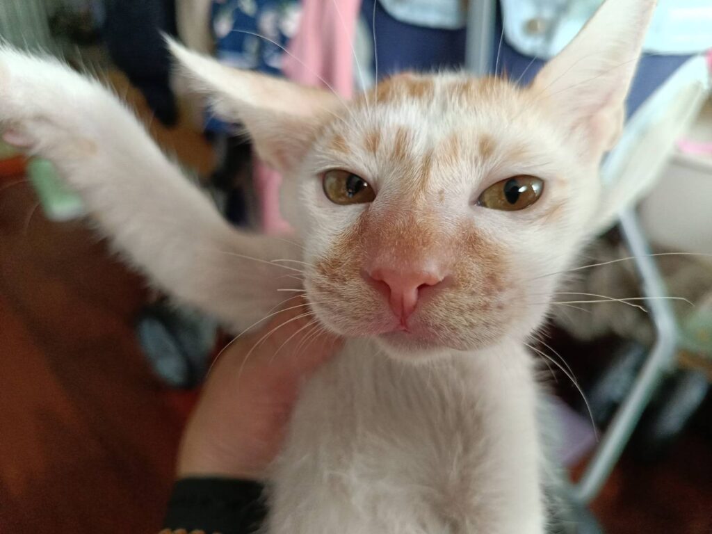 毛寶貝過敏　出現臉腫大等症狀　新北動保處呼籲　小心謹慎面對