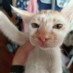 毛寶貝過敏　出現臉腫大等症狀　新北動保處呼籲　小心謹慎面對