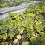 農業部公告中市為天然災害現金救助及低利貸款地區 農業局提醒7/24前申請