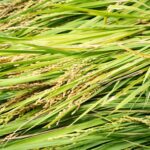 收稻囉！動物園「呷好稻香報」農事體驗　親子歡喜豐收