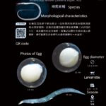 全球首套經dna驗證的魚類早期生活史圖鑑　-《魚大十八變-魚卵及仔稚魚多樣性圖鑑》